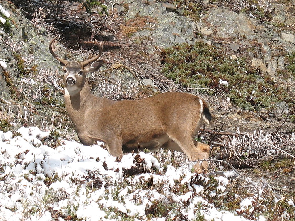 Columbian blacktail