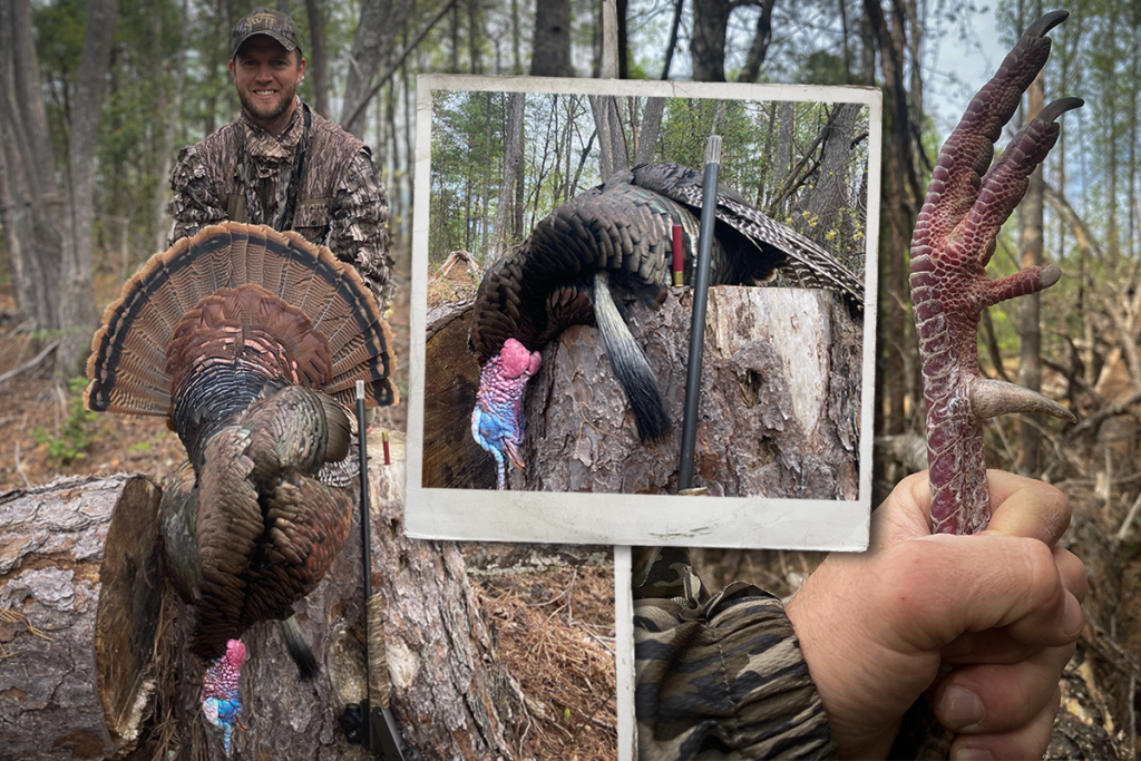 Eastern wild turkey hunting north carolina