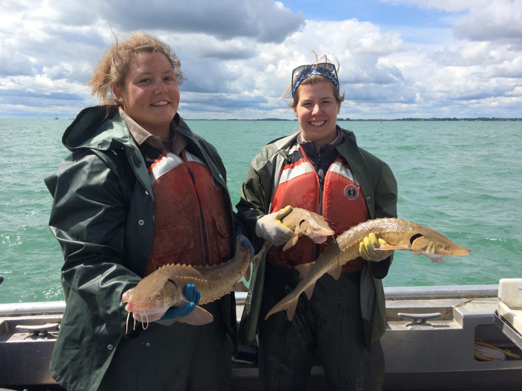 Sturgeon study