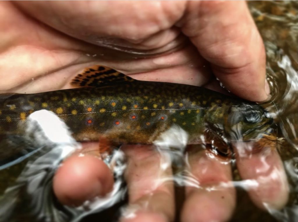 The 4 Most Overrated Freshwater Fish in North America