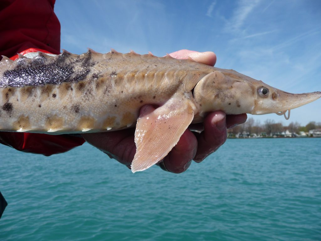 Century-Old Sturgeon Caught in Detroit River