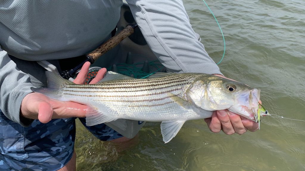 Striped Bass Conservation PFG Shirt – On The Water