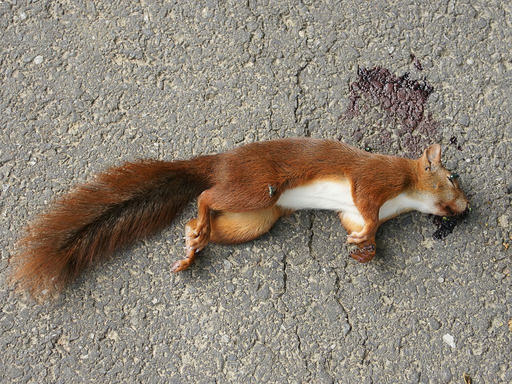 roadkill