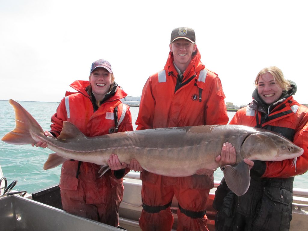 Lake sturgeon caught in Detroit River among largest recorded in US