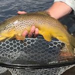 brown trout