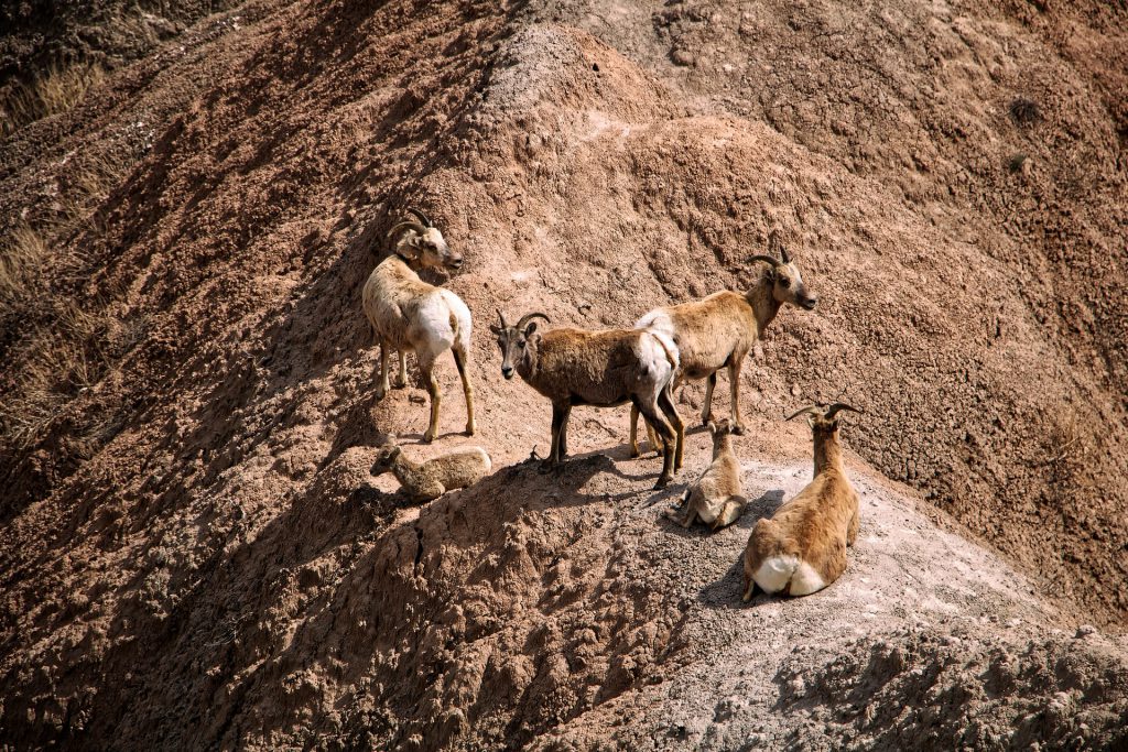 bighorn sheep migration routes