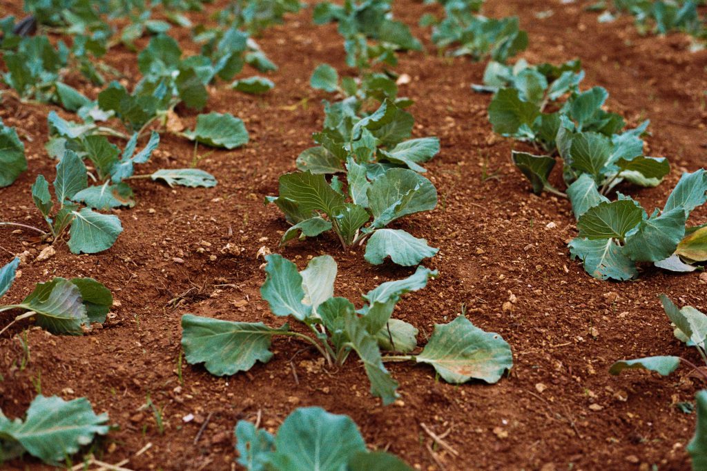 greens planted soil garden farm dirt