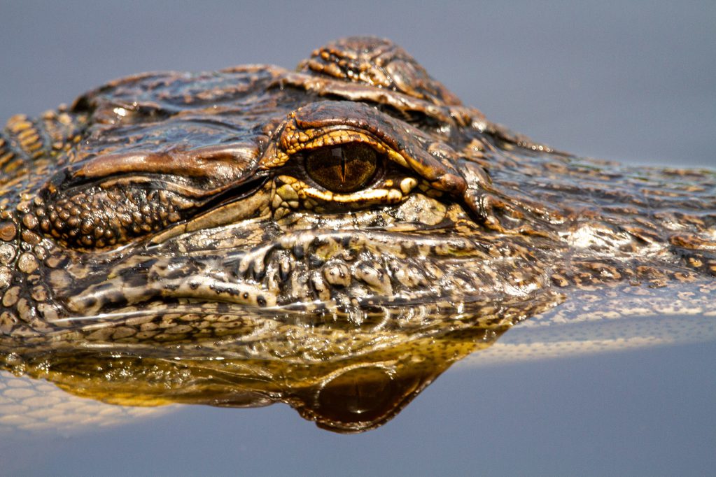 alligator catching some sun in a rockport water hole