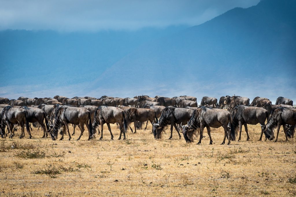 wildebeest migration routes