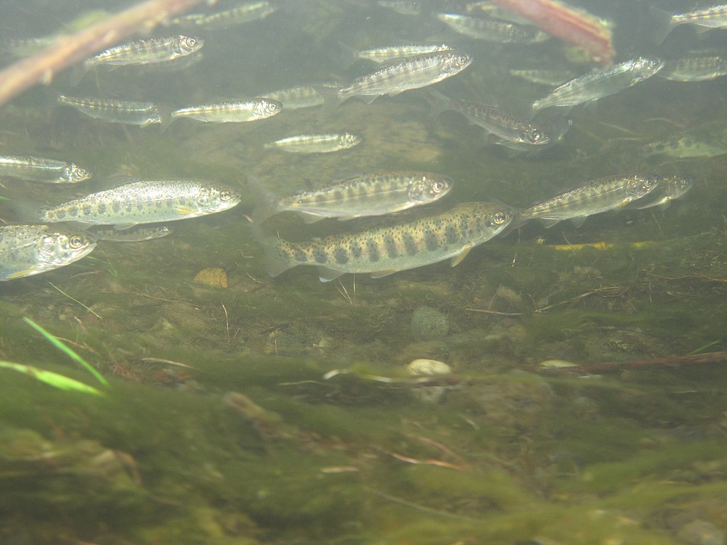 California drought puts chinook salmon at risk