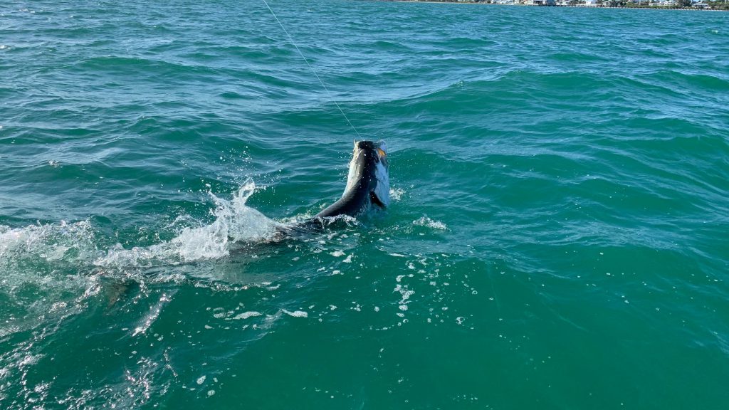 tarpon jumping