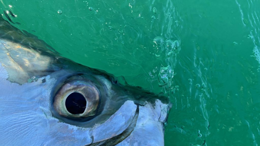 tarpon eye close up