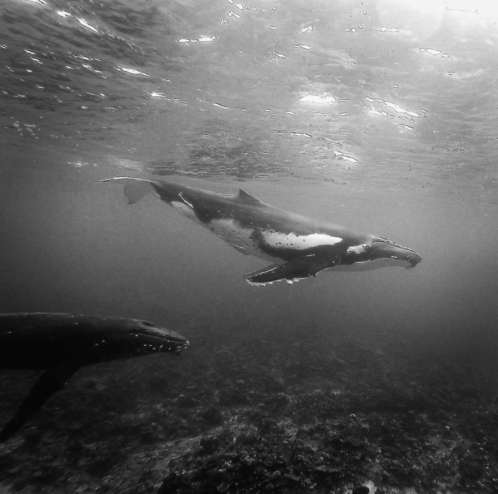 humpback whale on the reef