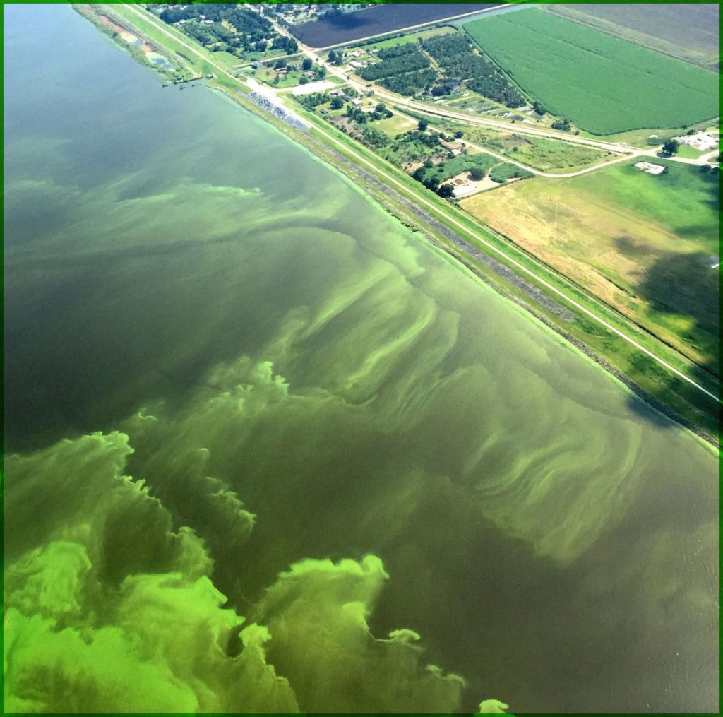 blue green algae on Lake Okeechobee means a lot of conservation is needed downstream