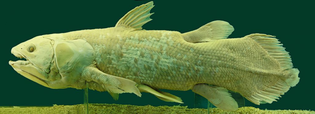 coelacanth on display in the NHM, Vienna