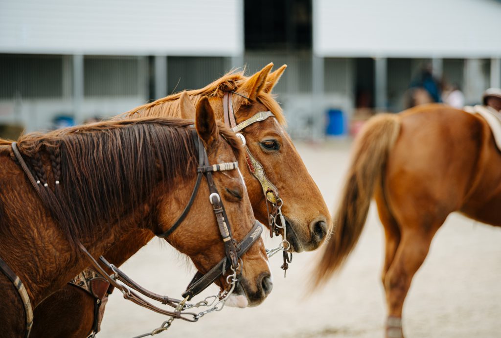 cowboy mounted shooting