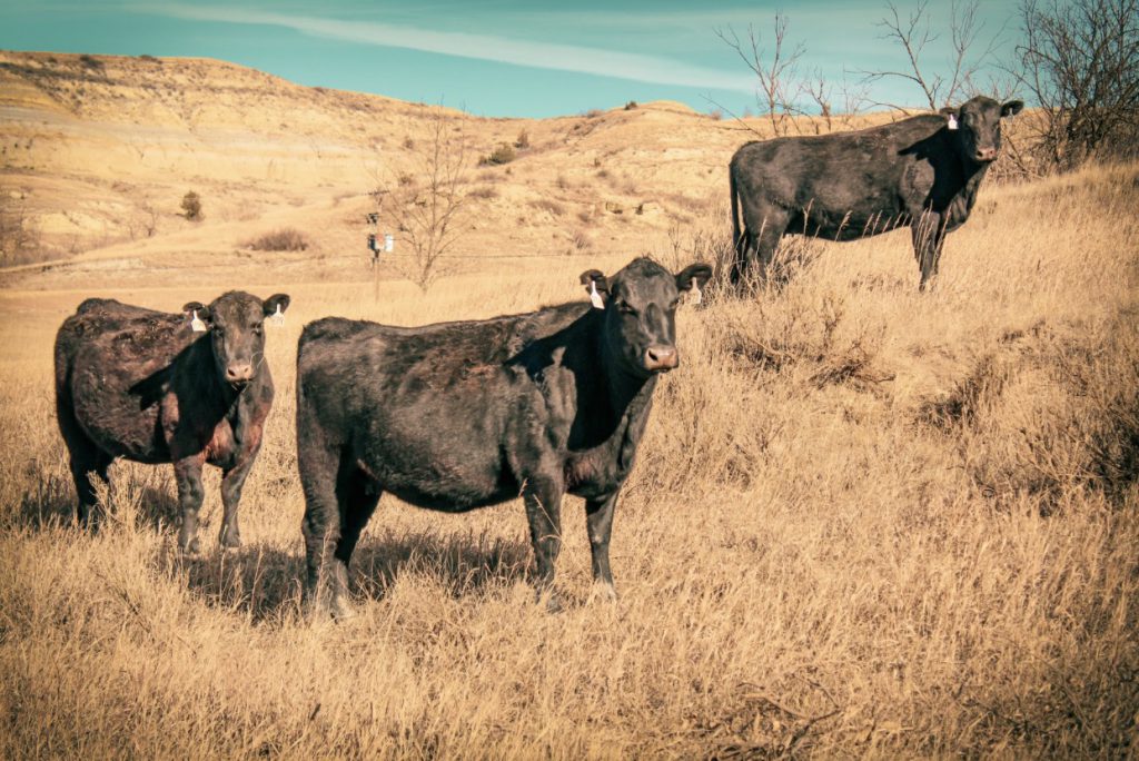 Cattle roaming in Roosevelt's badlands