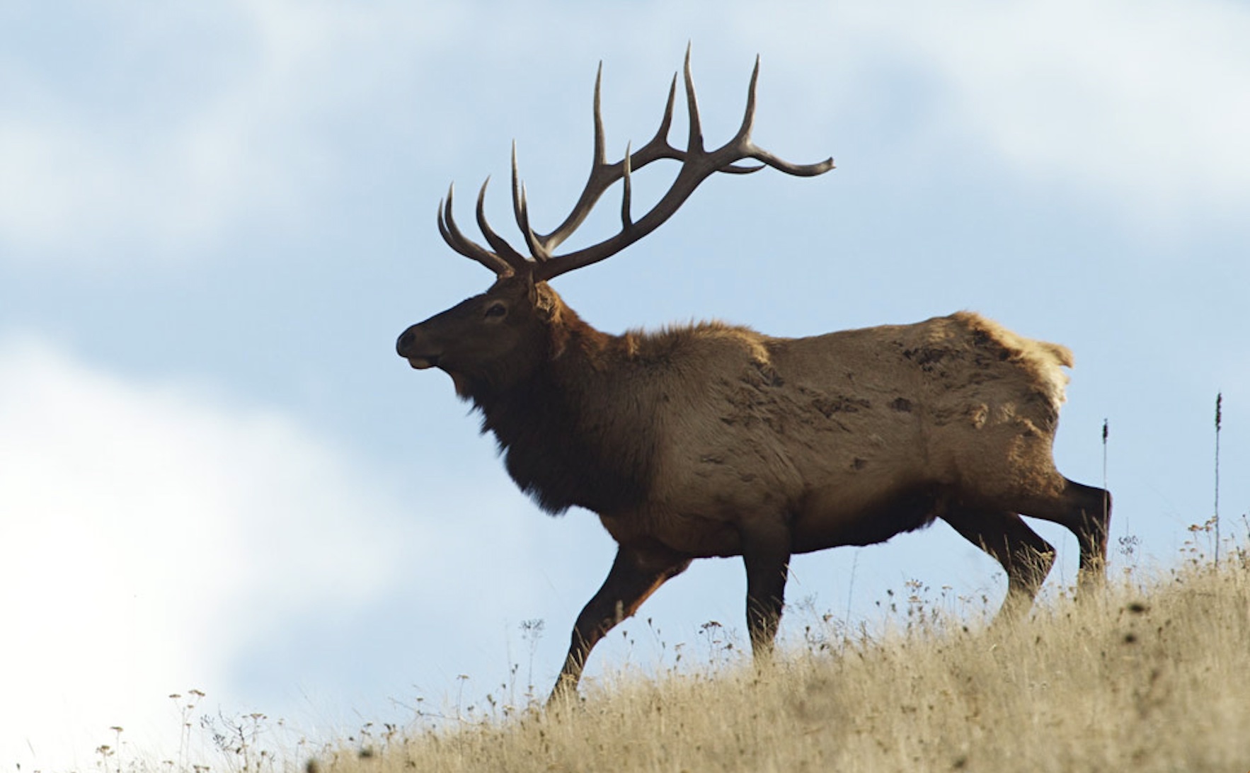 How to Score a Bull Elk