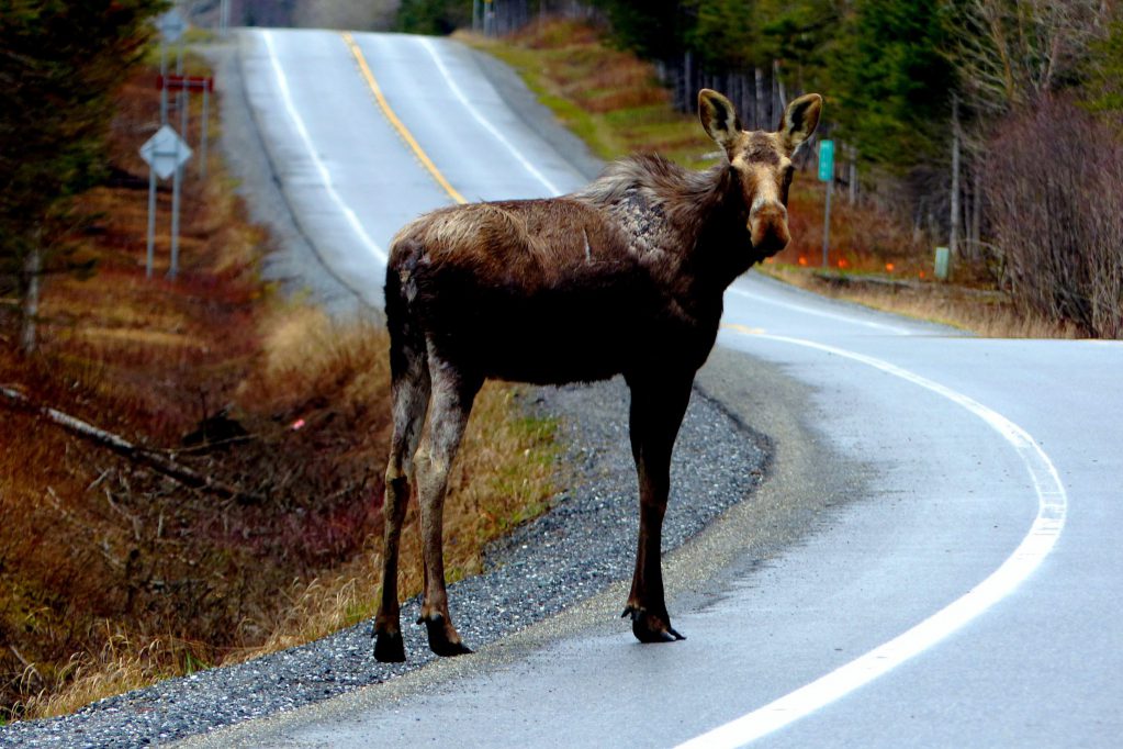 Alaska roadkill moose