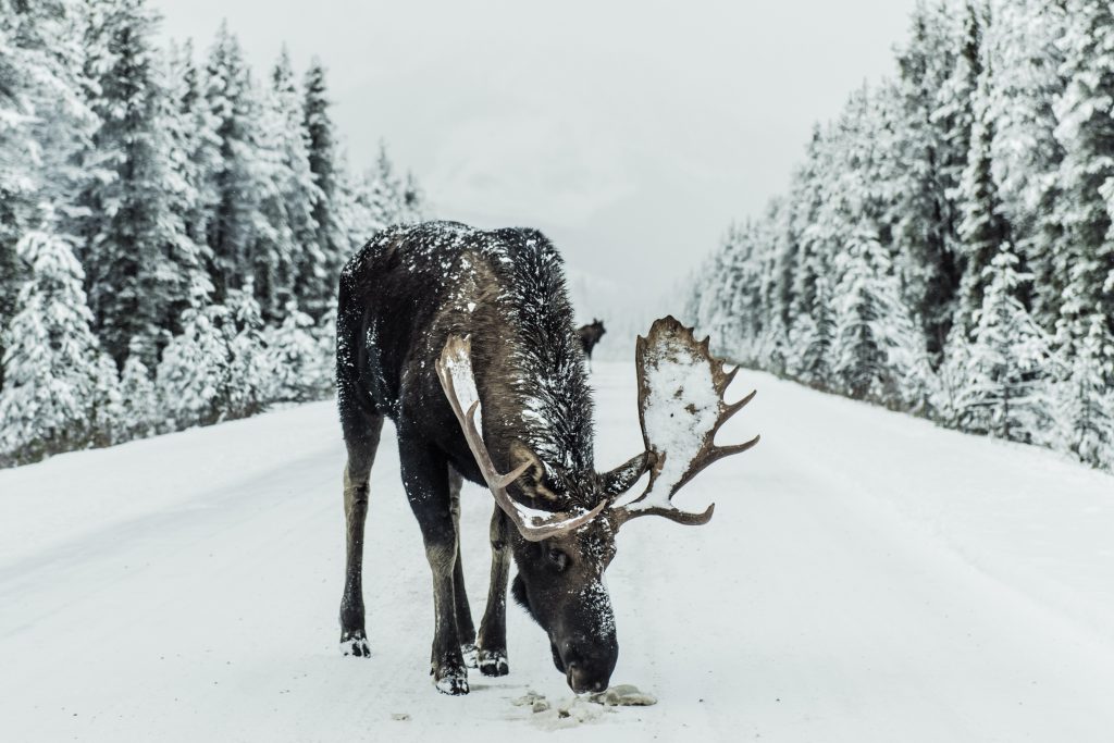 roadkill moose