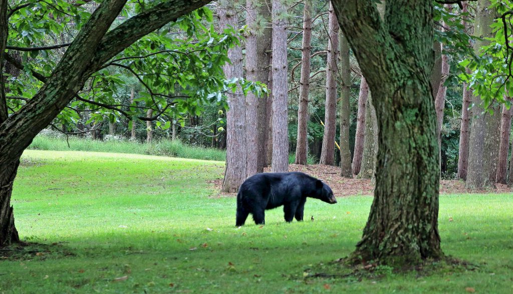 Bears take a snooze in tree in New Jersey neighborhood