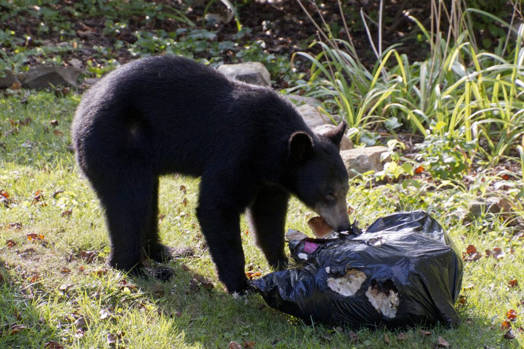 NJ bear hunting