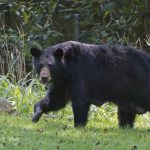 NJ Bear Hunting