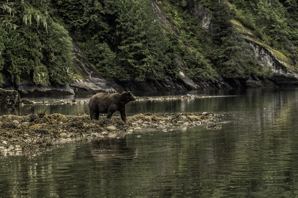grizzly bear recovery