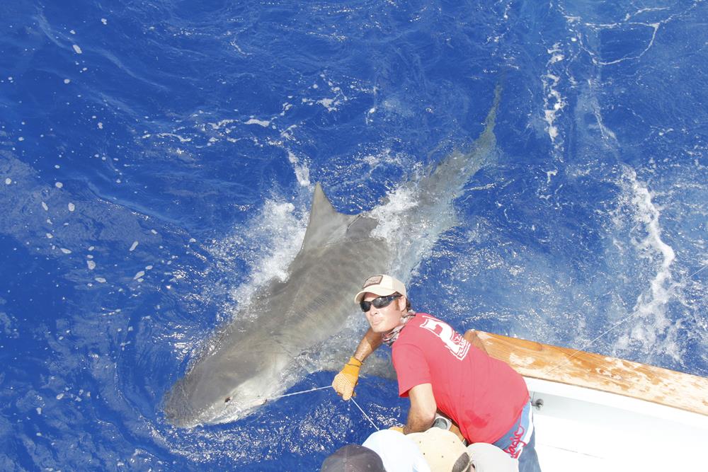 tiger shark florida