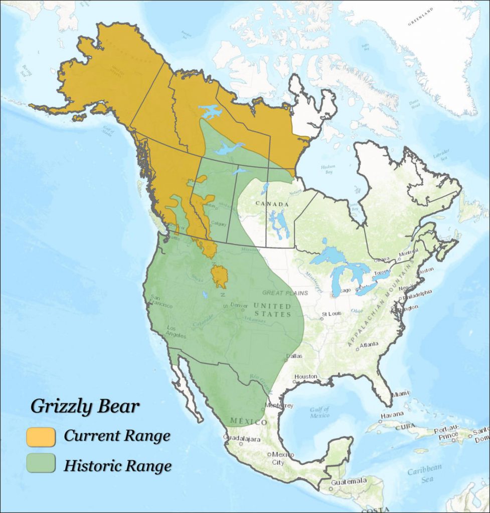 grizzly recovery