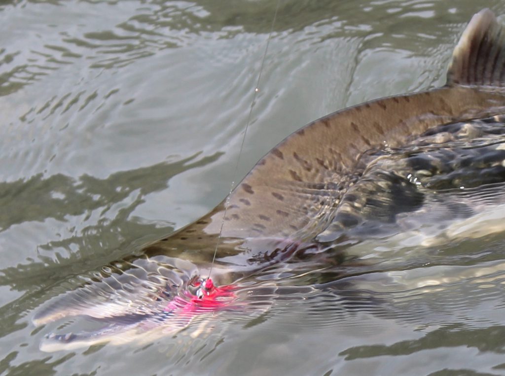 The roadless rule will protect tongass pink salmon