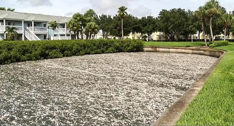 fish kill in Tampa Bay