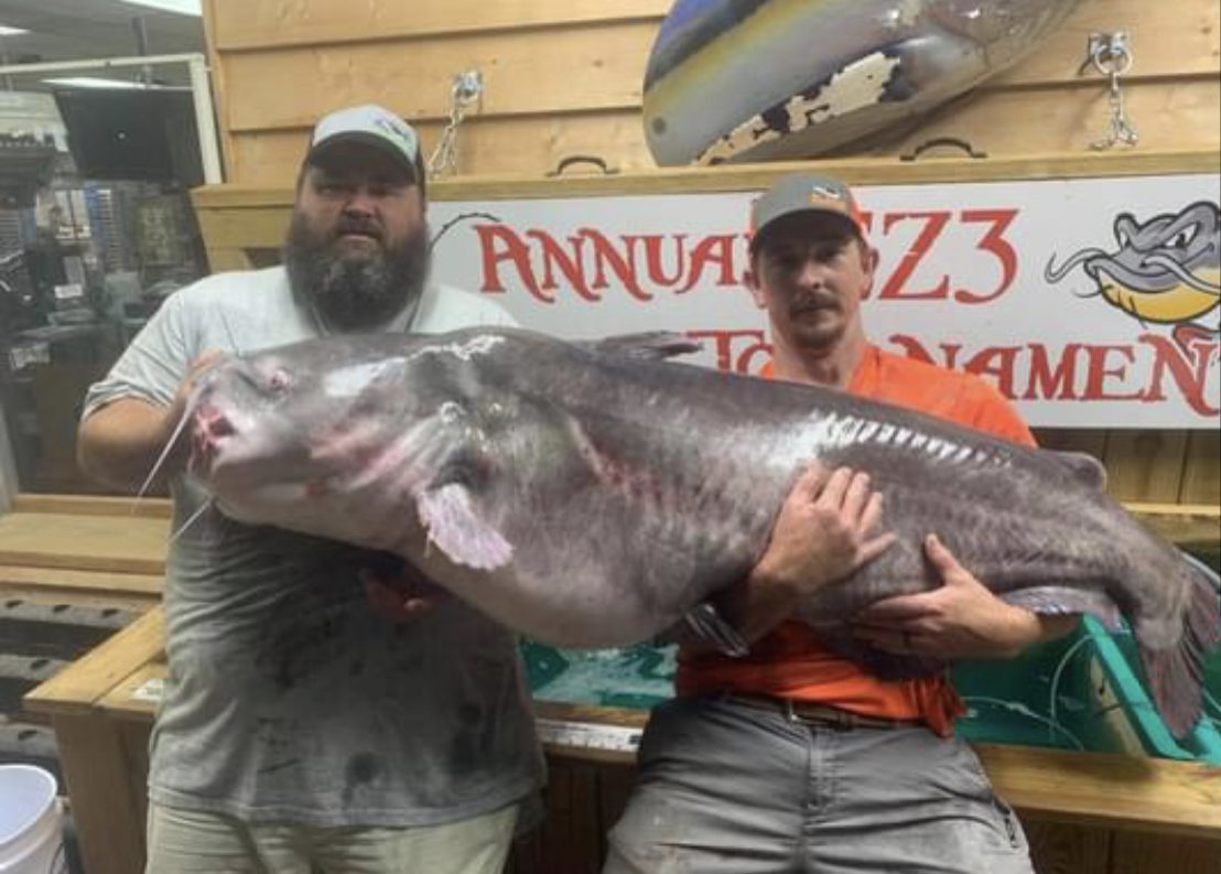 NC state record blue catfish