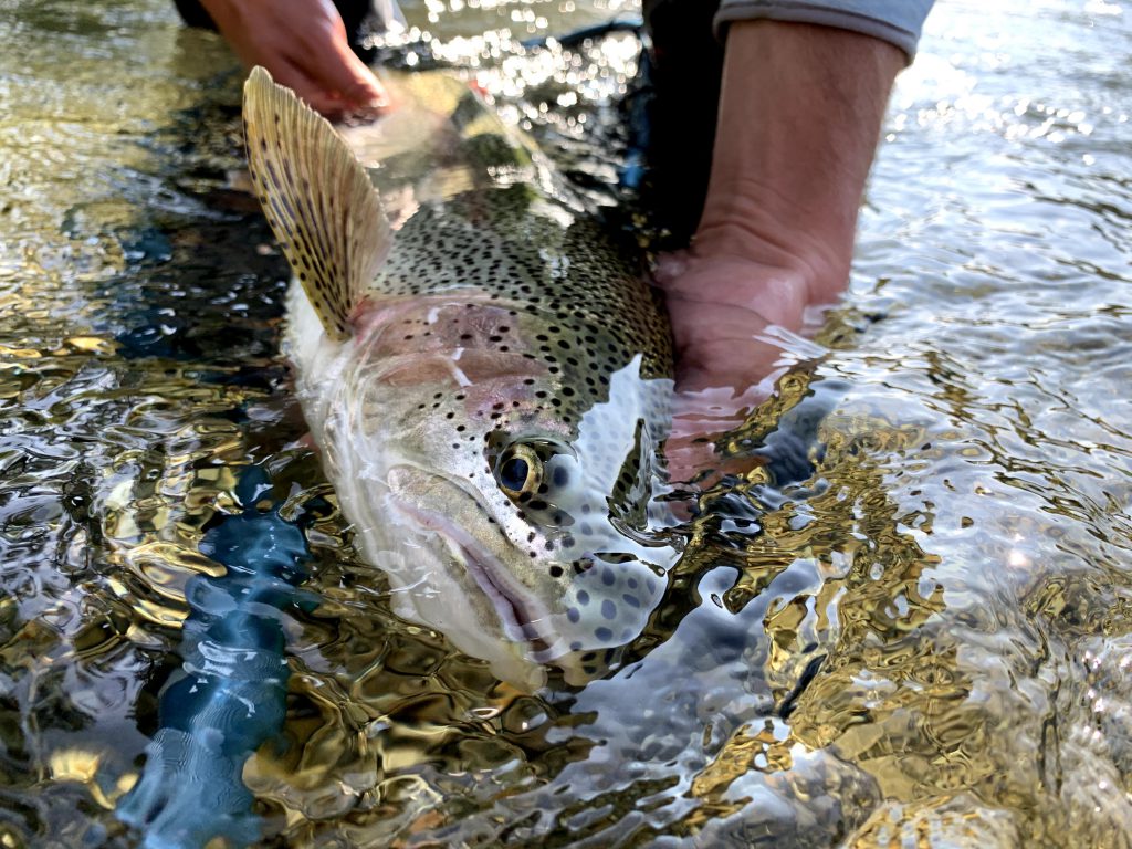 keep fish wet heat wave fishing