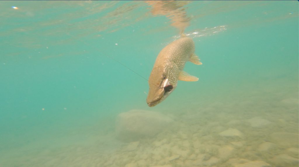 underwater pike heat wave fishing