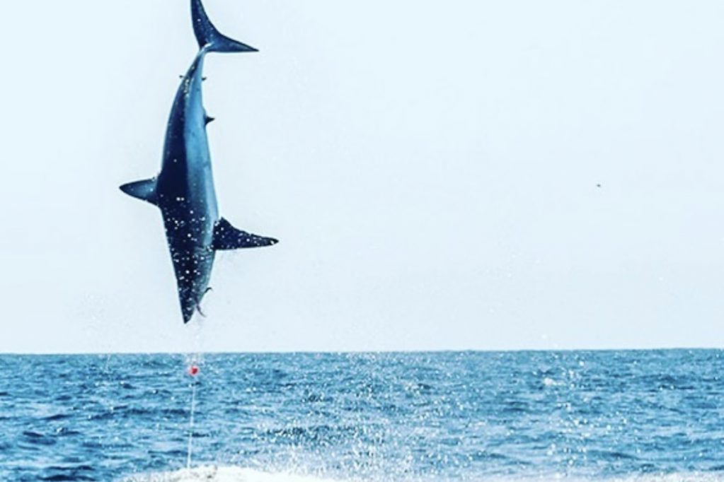 shark fishing mako in flight