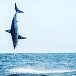 shark fishing mako in flight
