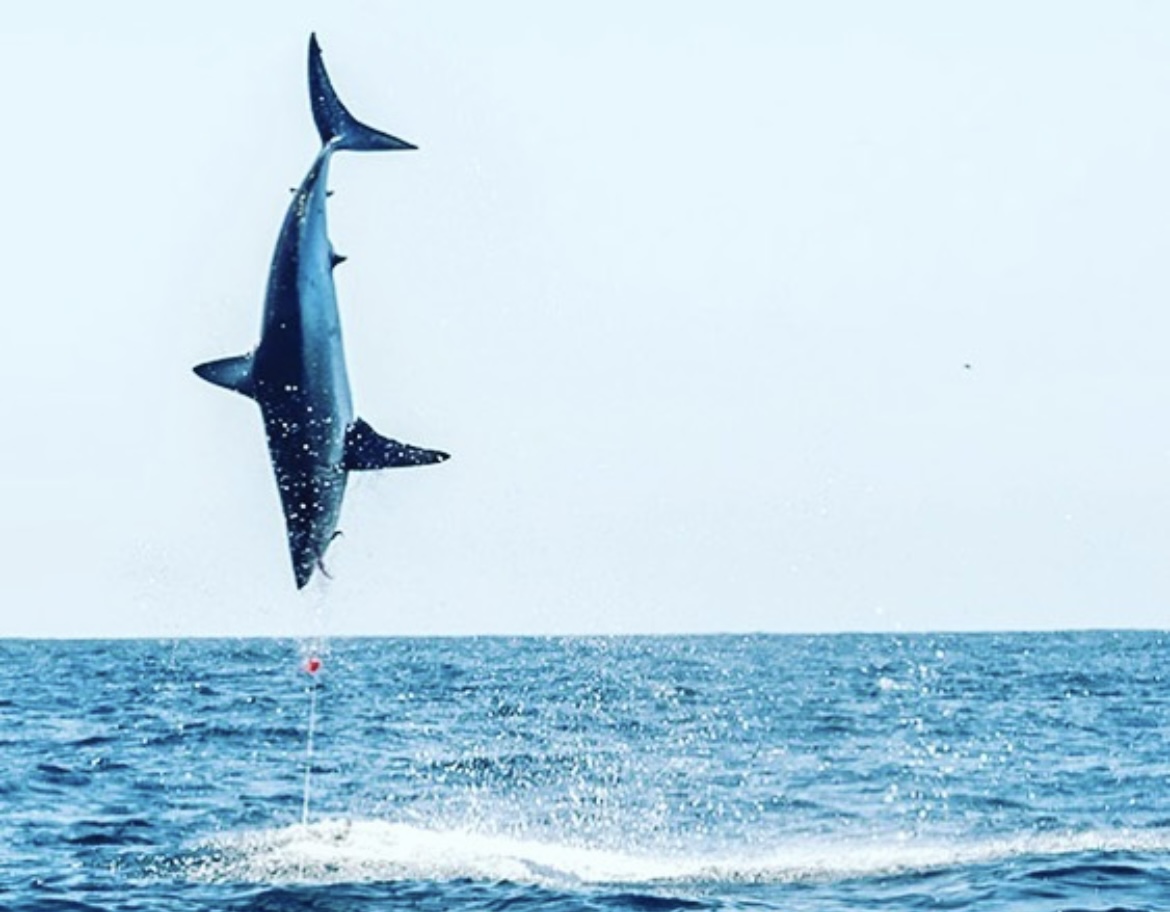 shark fishing mako in flight