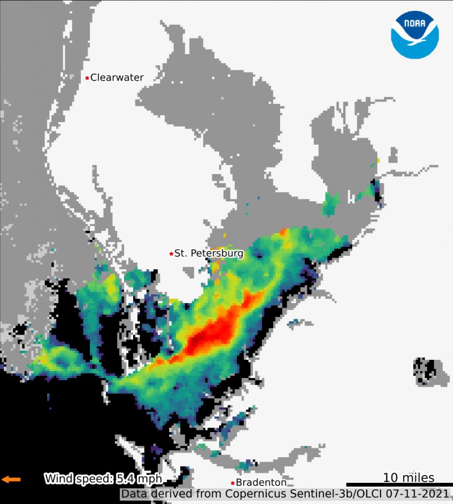 red tide satellite imagery