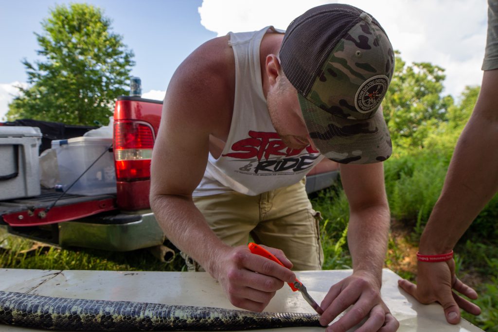 rattlesnake hunting