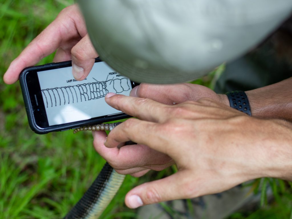 Snake hunting shop tools