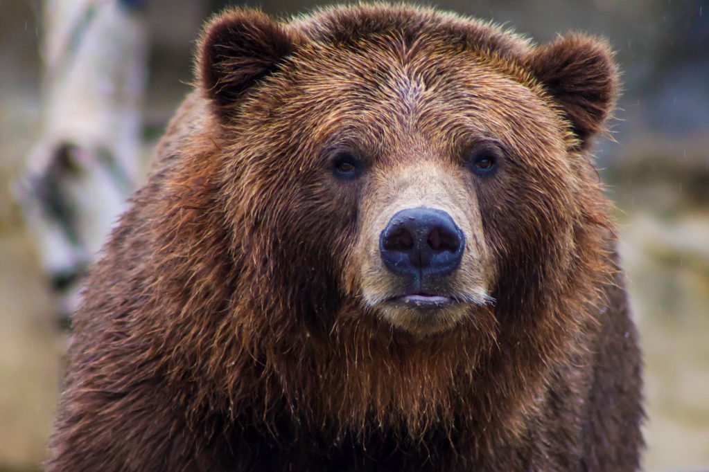 dead and dismembered grizzly bear found in Yellowstone park