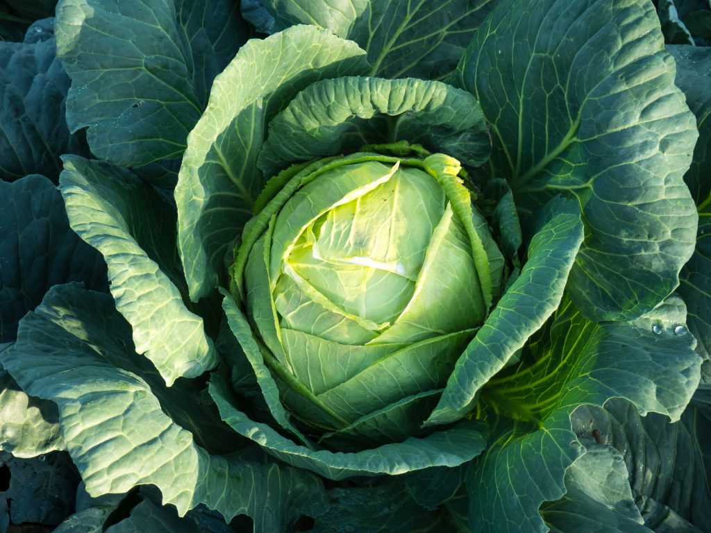 Healthy cabbage from the garden