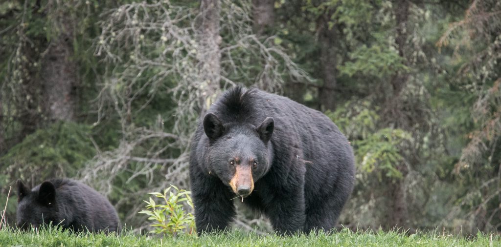 NJ bear population