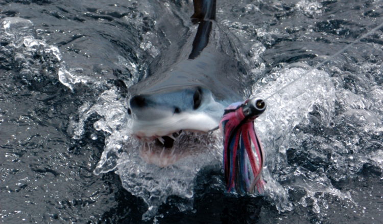 shark fishing mako on a trolled plug