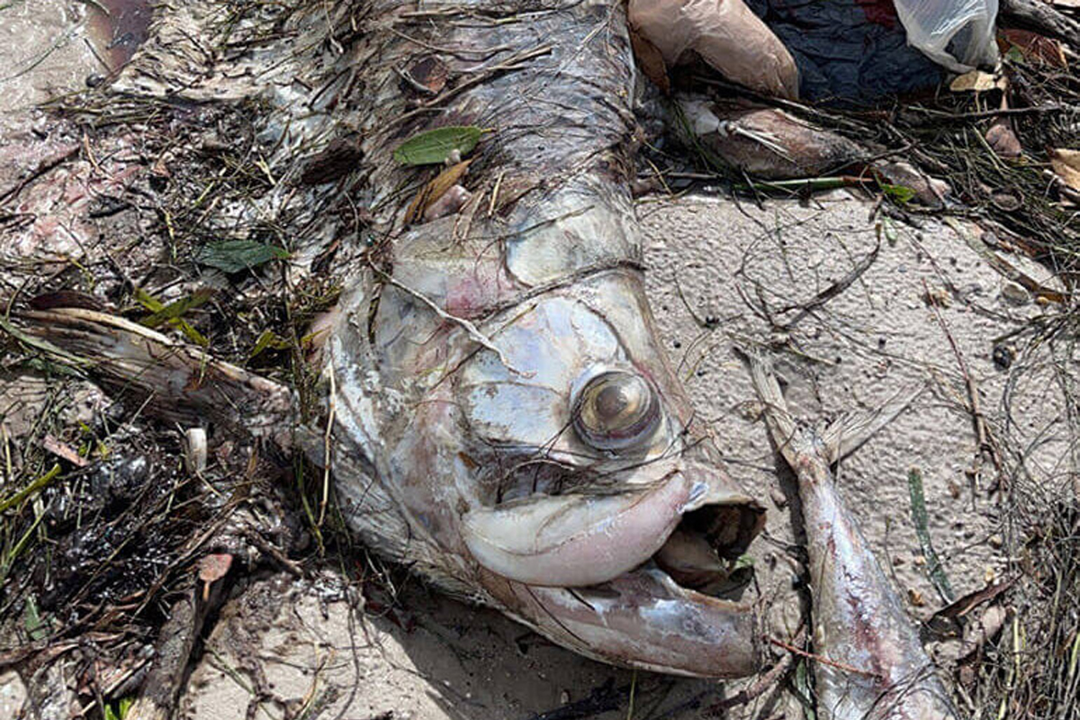 dead tarpon on a beach near Tampa