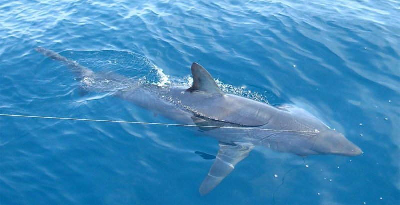 texas mako shark fishing