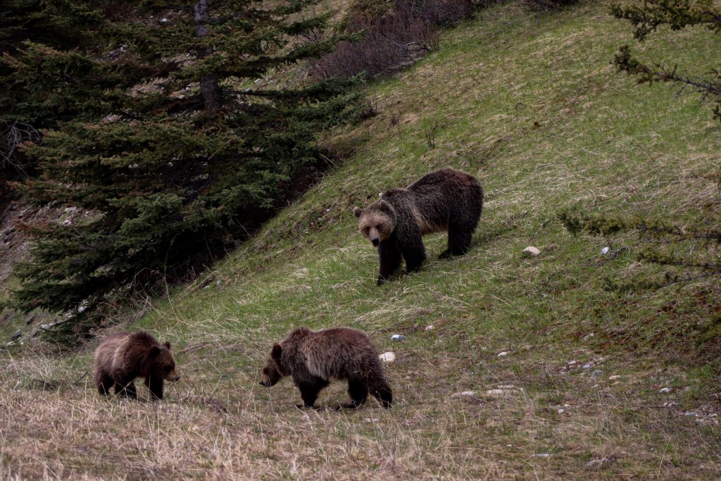 dead and dismembered grizzly bear found in Yellowstone park