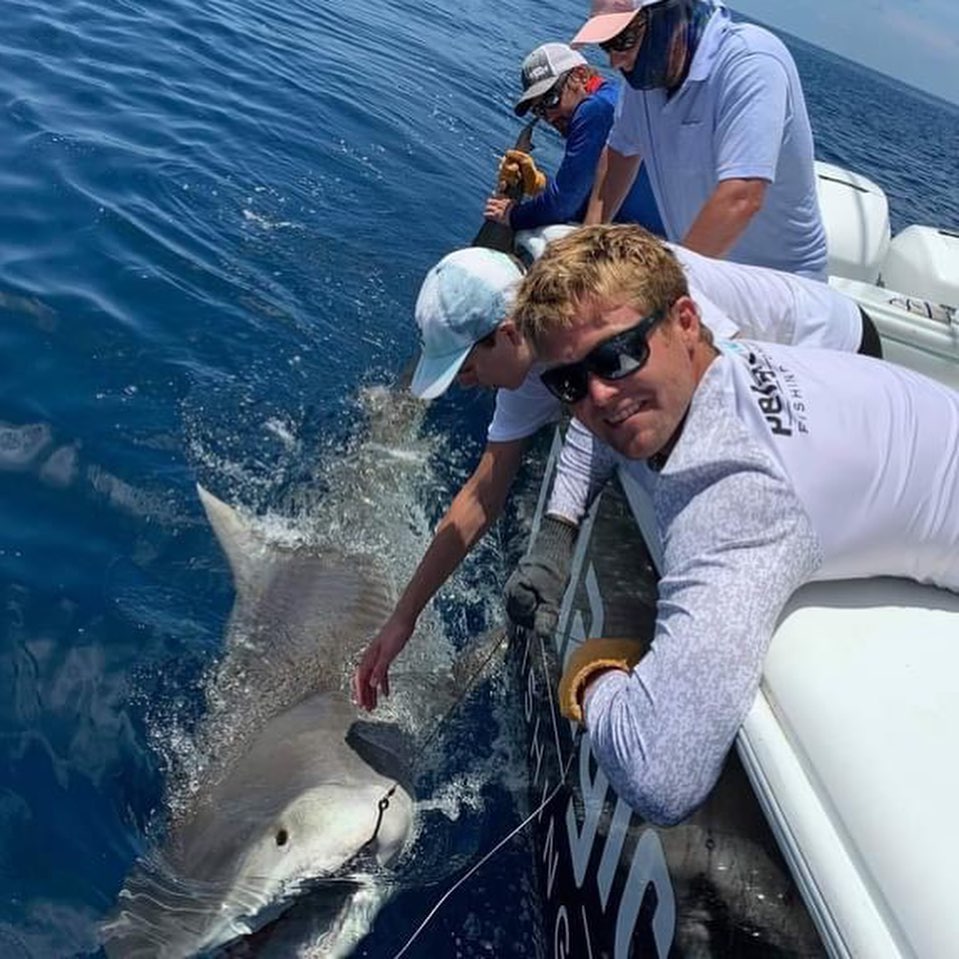 tiger shark florida gulf coast