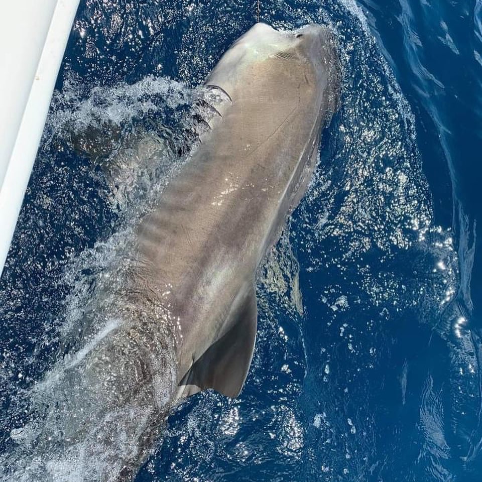 tiger shark florida gulf coast